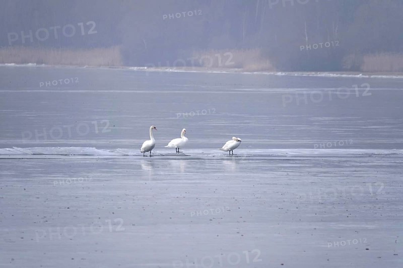 Three swans on a frozen lake, winter, Germany