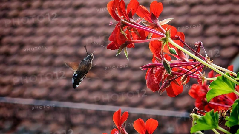 Close-up of dove tail (macroglossum stellatarum) butterfly hovering next to a red flower near a window, Franconian Forest Nature Park