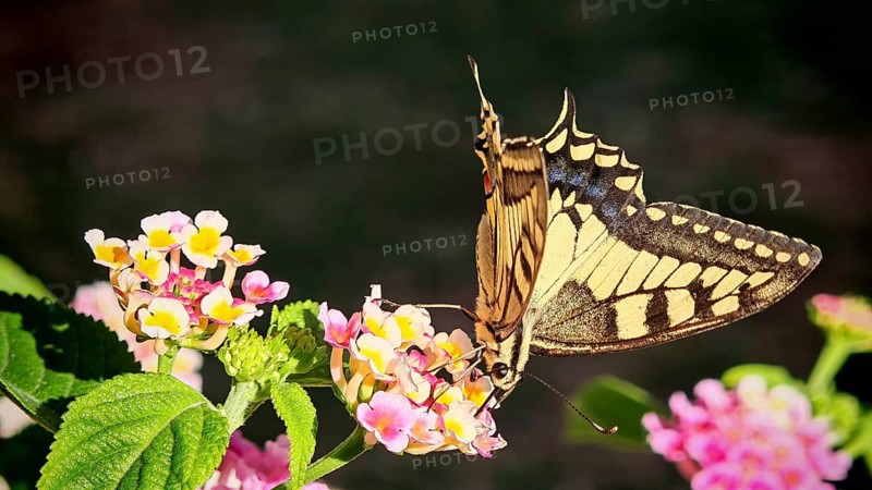 A yellow butterfly swallowtail (papilio machaon) nibbling on bright flowers in close-up, Montenegro