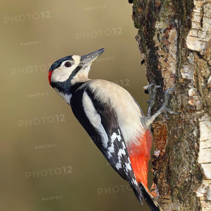 Great spotted woodpecker (Dendrocopus major), male, foraging on the trunk of a common birch (Betula pendula), wildlife, woodpeckers, nature photography, autumn, Wilnsdorf, North Rhine-Westphalia, Germany
