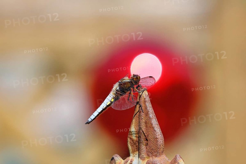 Flat-bellied dragonfly (Libellula depressa), male sitting on a fence top in the garden, sunset, close-up, Wilnsdorf, North Rhine-Westphalia, Germany