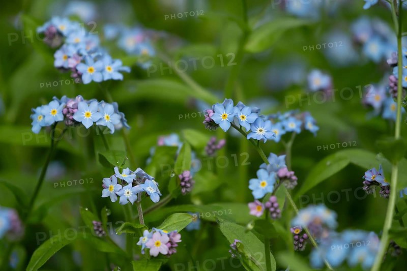 Forget-me-not (Myosotis sylvatia) blue flowers in a garden border in spring, England, United Kingdom