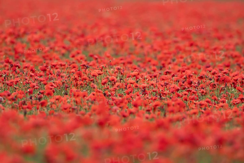 Common field poppy (Papaver rhoeas) wildflower field of red poppies in summer, England, United Kingdom