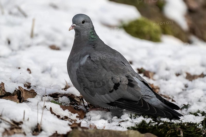 Stock Dove (Columba oenas), Emsland, Lower Saxony, Germany