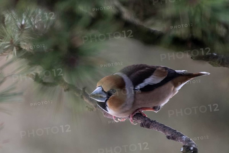 Hawfinch (Coccothraustes coccothraustes), Emsland, Lower Saxony, Germany