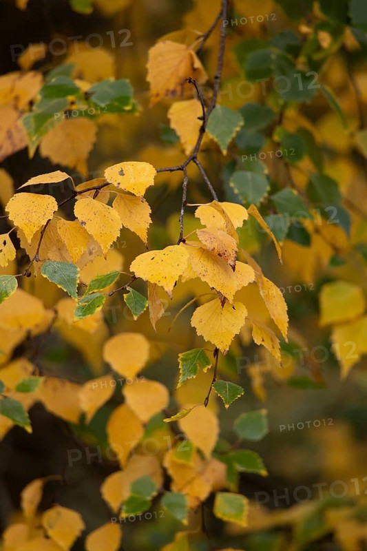 Silver birch tree (Betula pendula) with autumn colour leaves, England, United Kingdom