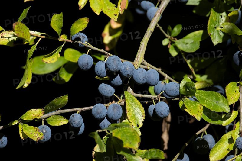 Blackthorn tree (Prunus spinosa) with autumn colour leaves and blue sloe berries, England, United Kingdom