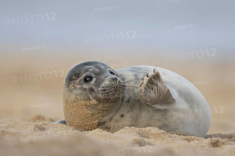 Atlantic grey seal (Halichoerus grypus) juvenile animal waving its front foot on a beach in winter, Norfolk, England, United Kingdom