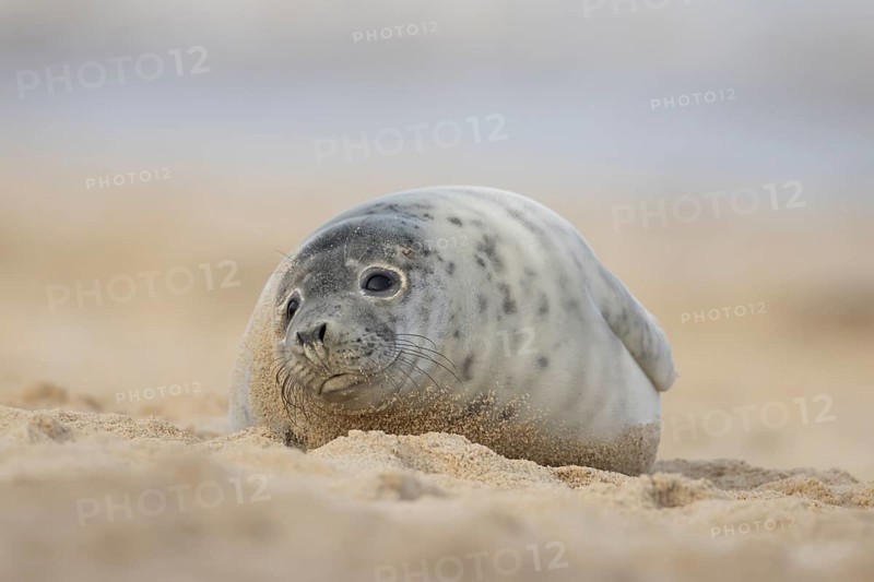 Atlantic grey seal (Halichoerus grypus) juvenile marine animal resting on a beach in winter, Norfolk, England, United Kingdom