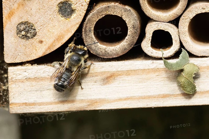 Leaf cutter bee (Megachile rotundata) adult insect on a garden bee or bug hotel in summer, England, United Kingdom