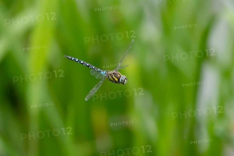 Migrant hawker dragonfly (Aeshna mixta) adult insect in flight in summer, England, United Kingdom