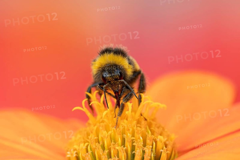 White tailed bumblebee (Bombus lucorum) adult bee insect feeding on a garden Mexican sunflower (Tithonia spp) flower in summer, England, United Kingdom