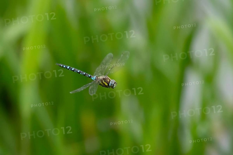 Migrant hawker dragonfly (Aeshna mixta) adult insect flying in summer, England, United Kingdom