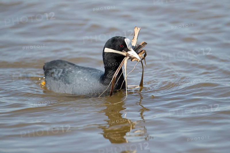 Eurasian coot (Fulica atra) adult water bird with nest material in its beak in spring, RSPB Minsmere nature reserve, Suffolk, England, United Kingdom