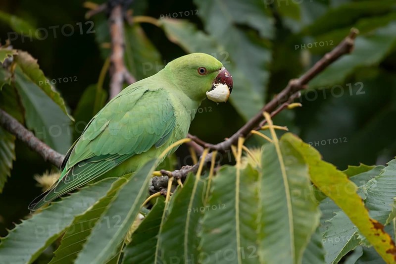 Ring-necked or Rose-ringed parakeet (Psittacula krameri) adult parrot bird feeding in a nut of a Sweet chesnut tree in autumn, England, United Kingdom