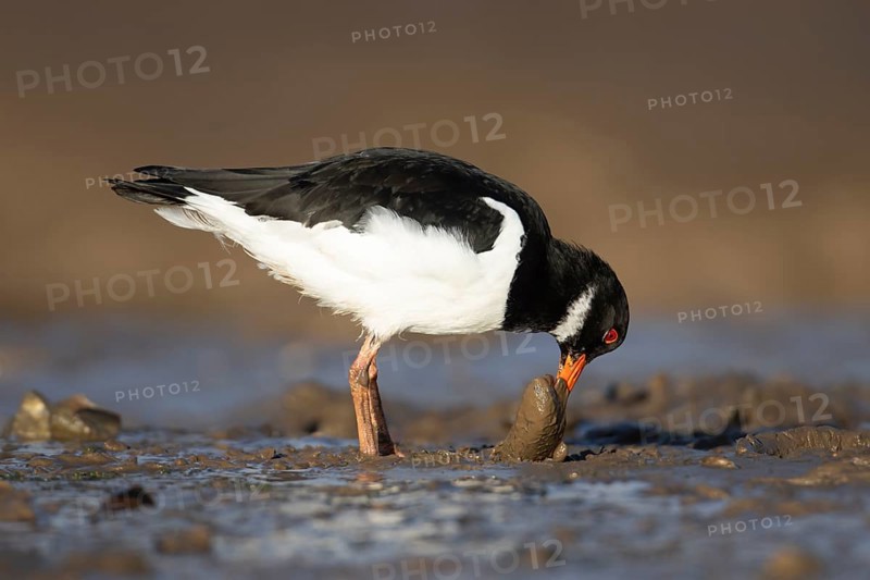Eurasian oystercatcher (Haematopus ostralegus) adult wading bird feeding on a mussel shell on a coastline, Norfolk, England, United Kingdom