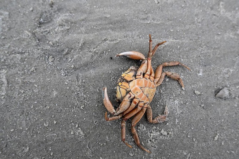 Edible crab (Cancer pagurus) on the North Sea beach, Langeoog, Lower Saxony, Germany