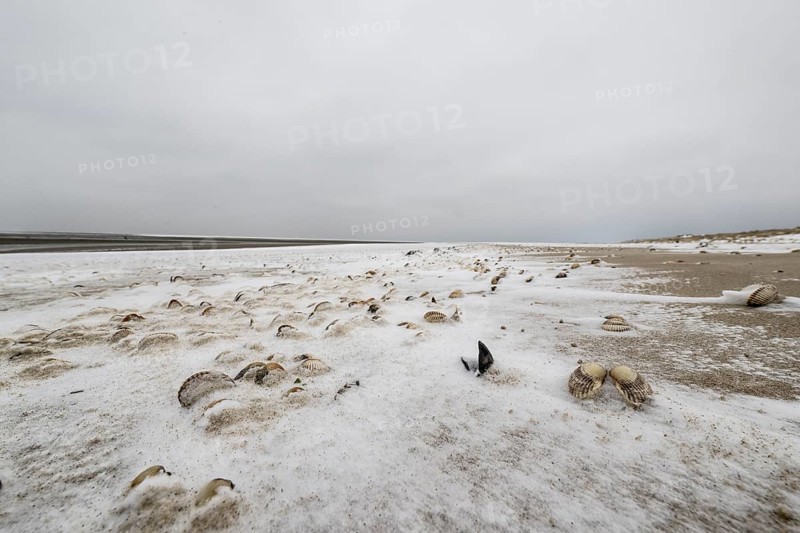 North Sea beach with cockles (Cerastoderma edule) in the snow, Langeoog, Lower Saxony, Germany