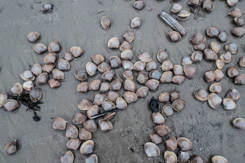 Large pepper mussels (Scrobicularia plana) on the beach, Langeoog, Lower Saxony, Germany