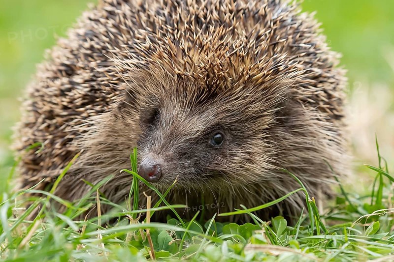 European hedgehog (Erinaceus europaeus) adult animal on a garden grass lawn in summer, England, United Kingdom