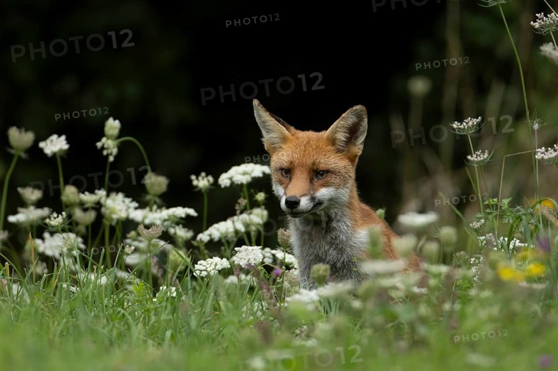 Red fox (Vulpes vulpes) adult animal amongst wildflowers in countryside grassland in summer, England, United Kingdom