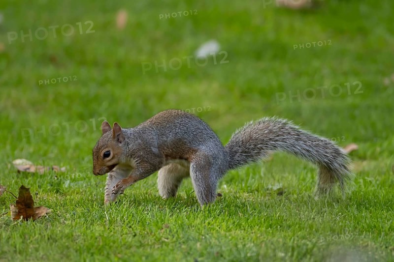 Grey squirrel (Sciurus carolinensis) adult animal burying a nut in a garden grass lawn in autumn, England, United Kingdom