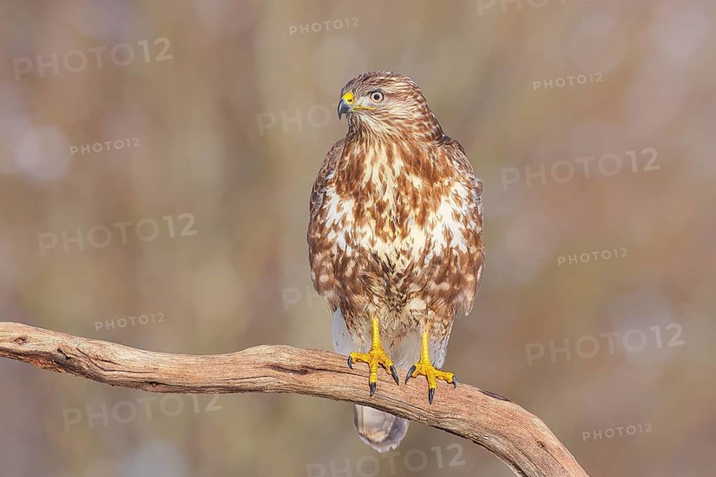 Buzzard (Buteo buteo) sitting attentively on a branch, wildlife, animals, birds, bird of prey, nature photography, winter, Siegerland, North Rhine-Westphalia, Germany