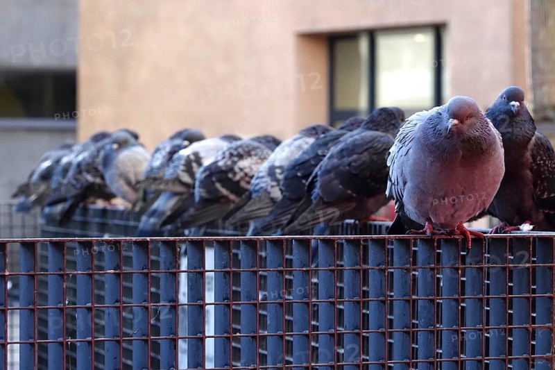 Pigeons in a city, winter, Germany