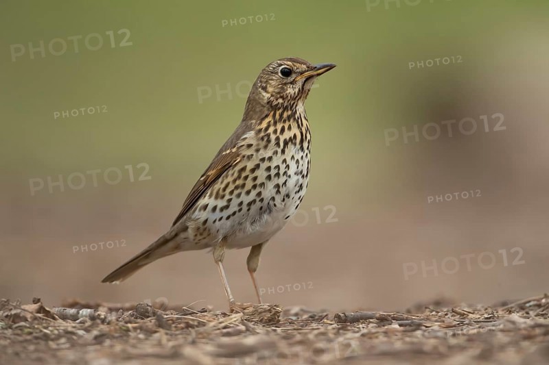 Song thrush (Turdus philomelos) adult garden bird in a woodland in spring, England, United Kingdom