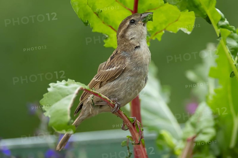 House sparrow (Passer domesticus) adult garden bird eating Swiss chard plant leaves in a vegetable raised bed in summer, England, United Kingdom