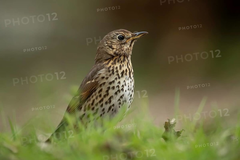 Song thrush (Turdus philomelos) adult garden bird on a grass lawn in spring, England, United Kingdom
