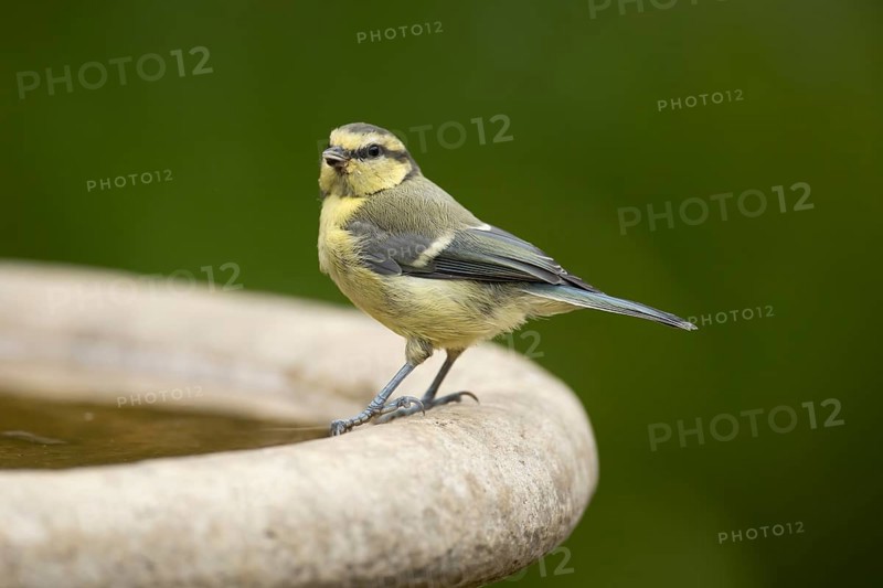 Blue tit (Cyanistes caeruleus) adult garden bird on a bird bath in summer, England, United Kingdom