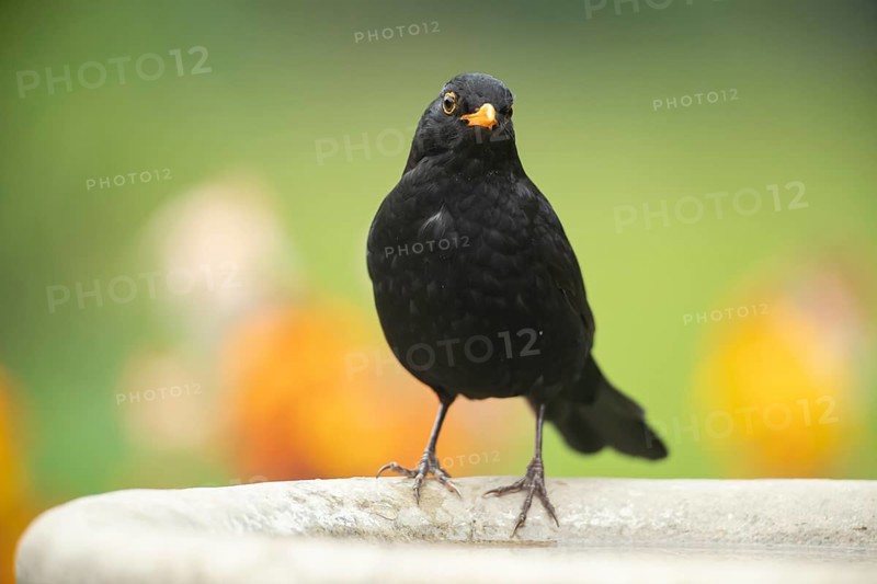 Eurasian blackbird (Turdus merula) adult male garden bird on a bird bath in summer, England, United Kingdom