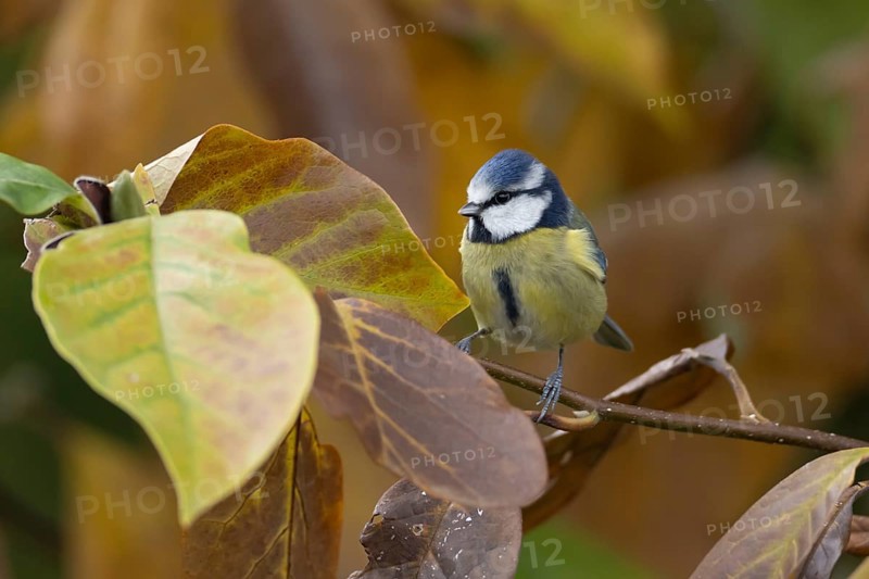 Blue tit (Cyanistes caeruleus) adult garden bird in a Magnolia tree with autumn colour leaves, England, United Kingdom