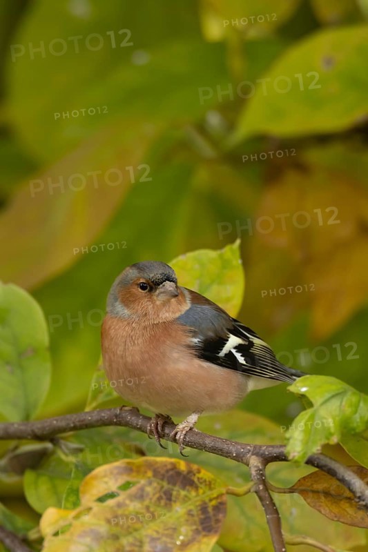 Eurasian chaffinch (Fringilla coelebs) adult male garden bird in a Magnolia tree with autumn colour leaves, England, United Kingdom