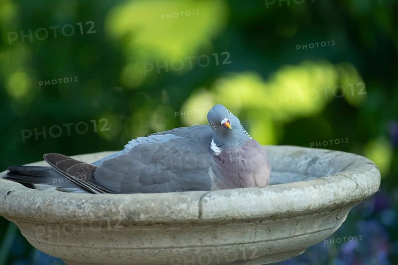 Wood pigeon (Columba palumbus) adult garden bird bathing in a bird bath in summer, England, United Kingdom