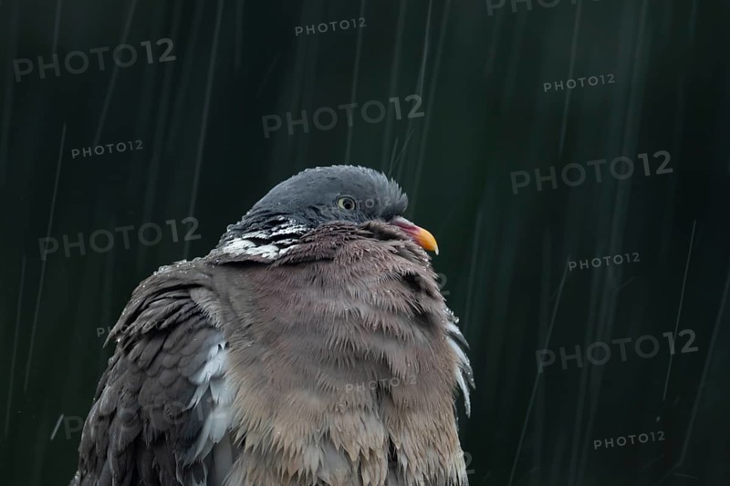 Wood pigeon (Columba palumbus) adult garden bird in a rain storm in summer, England, United Kingdom
