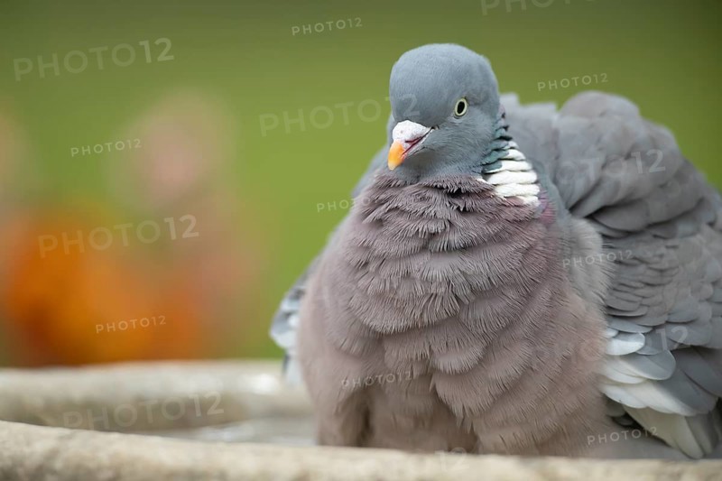 Wood pigeon (Columba palumbus) adult garden bird bathing in a bird bath in spring, England, United Kingdom