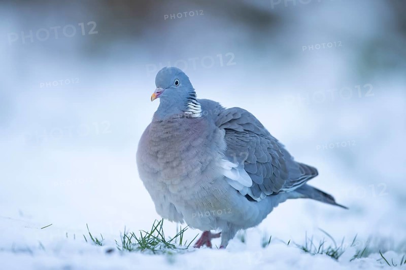 Wood pigeon (Columba palumbus) adult garden bird on snow in winter, England, United Kingdom