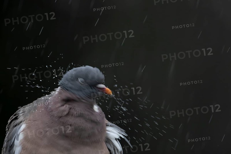 Wood pigeon (Columba palumbus) adult garden bird shaking its head in a rain storm in summer, England, United Kingdom