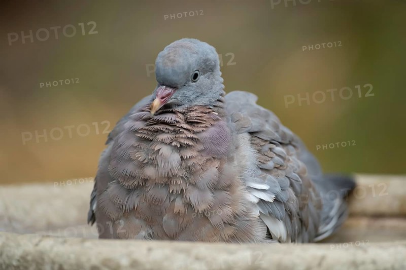 Wood pigeon (Columba palumbus) juvenile squab garden bird bathing in a bird bath in summer, England, United Kingdom