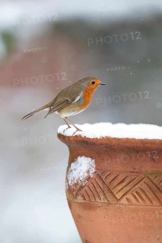 European robin (Erithacus rubecula) adult garden bird on snow covered flower pot in winter, England, United Kingdom