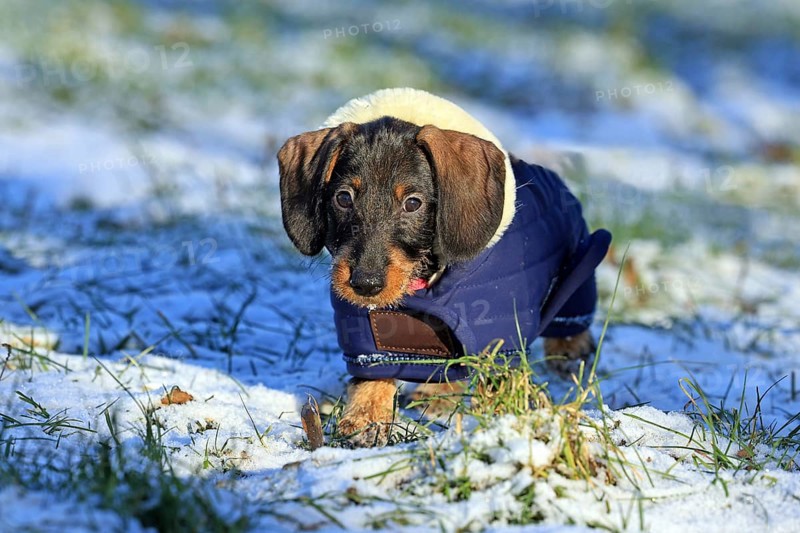 Wire-haired dachshund in winter coat, snow, young animal