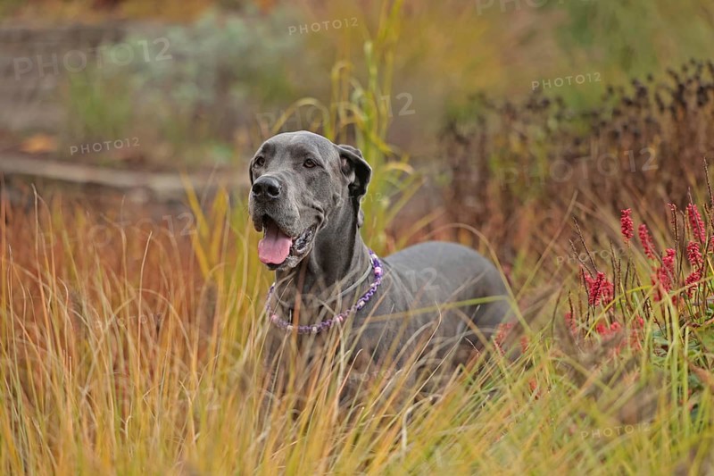 Great Dane
