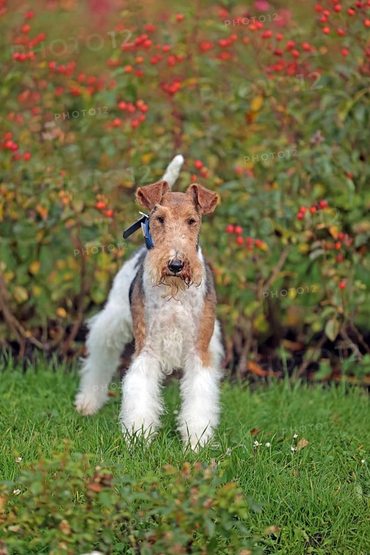 Wirehaired Fox Terrier