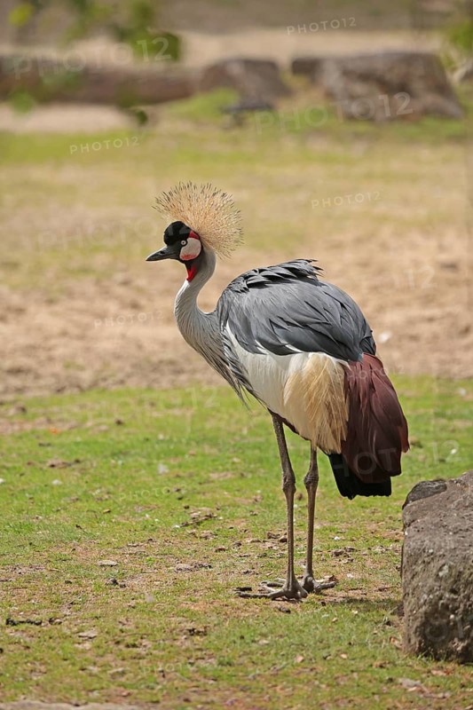 Crowned crane (Balearica pavonina)
