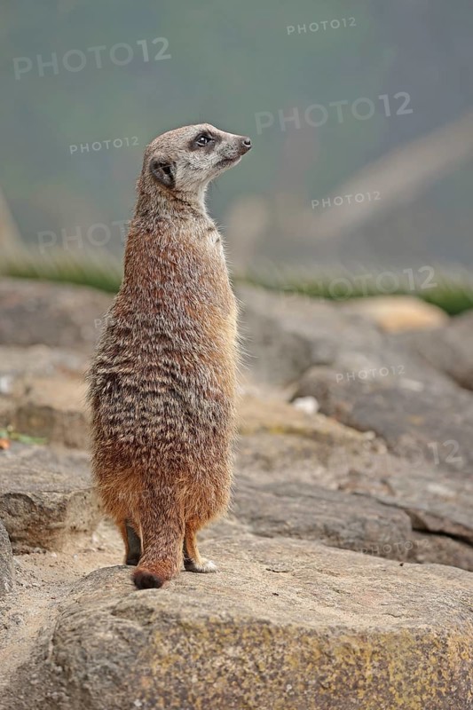 Meerkat (Suricata suricatta), captive