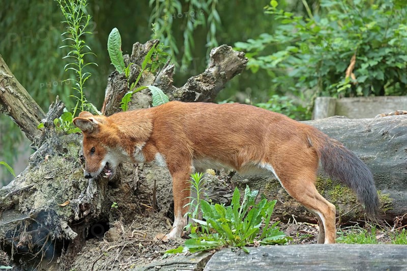 Red dog (Cuon alpinus), captive