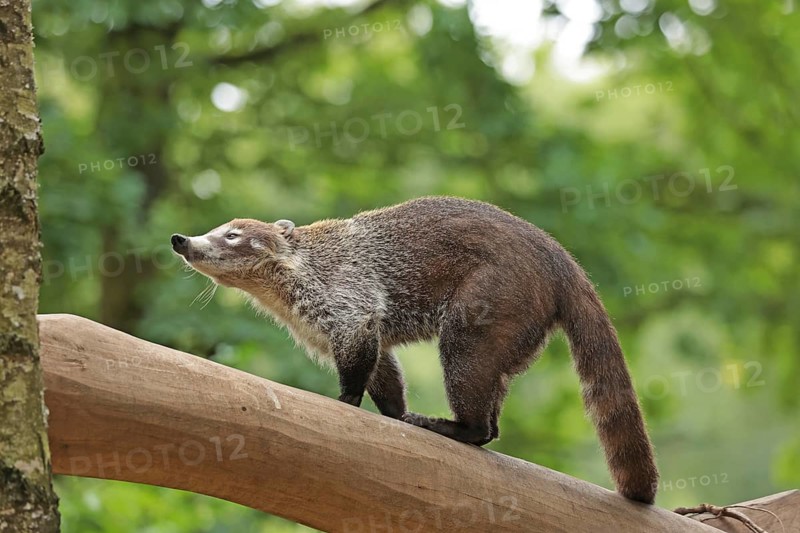 White-trunked coati (Nasua narica) Captive