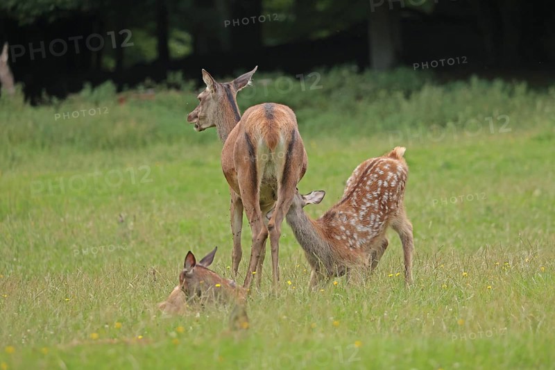 Red deer (Cervus elaphus), cow with calves